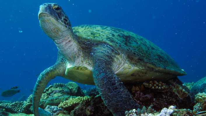 sea turtle looking at you